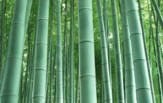 Bamboo materials